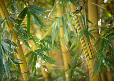 One of Our Many Bamboo Species